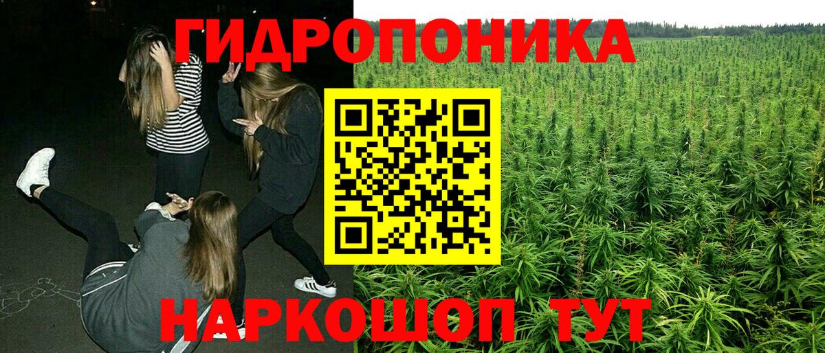 Канабис сатива Беслан